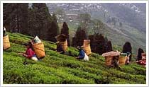 Tea Garden, Darjeeling